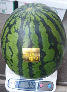  recommended * height sugar times large sphere * gold color ..* large sphere watermelon [ free shipping ] plant * Kumamoto house watermelon preeminence goods 4L size approximately 9kg~ cultivation hour. scratch is equipped 