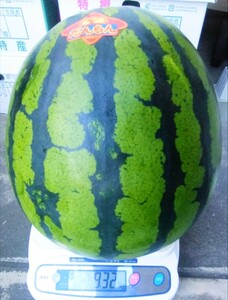 オススメ★だんらん★大玉スイカ【送料無料】植木☆熊本ハウススイカ秀品4Lサイズ約9kg～栽培時のキズはあります数量限定