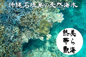 天然海水「沖縄石垣島」「20リットルケース」「送料無料」「航空便」「早く届く！」【美ら海熱帯魚】