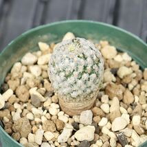 実生　ツルビニカルプス　スーパーバラ丸　　　　　　Turbinicarpus valdezianus サボテン　多肉植物_画像3