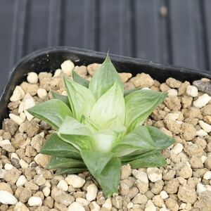 ハオルチア　氷砂糖　Haworthia turgida f. variegata　斑入り　多肉植物　プレステラ90型鉢