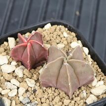 実生　二苗　アストロフィツム　紅葉ヘキラン　サボテン　ランポー玉　Astrophytum myriostigma Kouyo プレステラ90型鉢_画像6