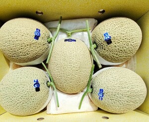 * Kochi production * mask melon 5 sphere entering approximately 10,0Kg * beautiful goods 