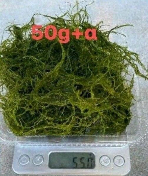 無農薬　ウィローモス50g＋α