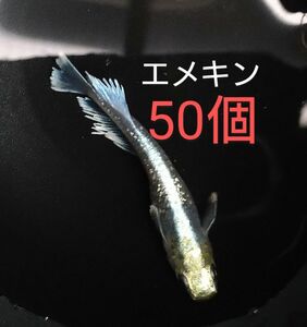 エメキン フルボディ 有精卵50個＋a(保証分) マリアージュキッシングワイドフィン エメラルドフィンタイプ