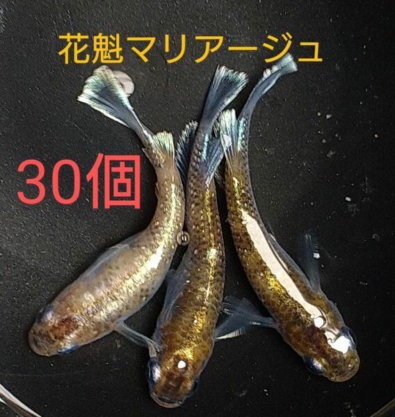 花魁 黄三色マリアージュ 有精卵30個＋a(保証分)