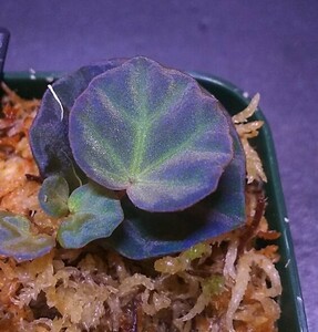 【子株】ベゴニアsp.サラワク　Begonia sp.Sarawak 