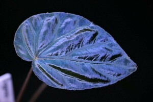 ベゴニア　パボニナ　Begonia pavonina from Malaysia 