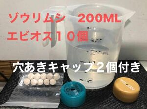 ゾウリムシ200ml エビオス　穴あきキャップ付き【gadogin】