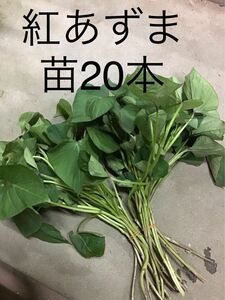 さつまいも苗　紅あずま20本 