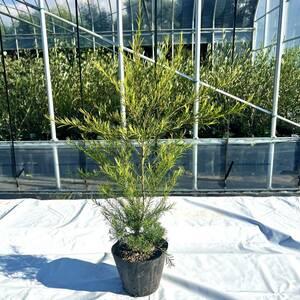 [ limited amount ]me RaRe uka medical tea tree tea tree seedling 