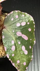 Begonia sp.Muara wahan ベゴニア東カリマンタン　鉢まま発送　送料無料