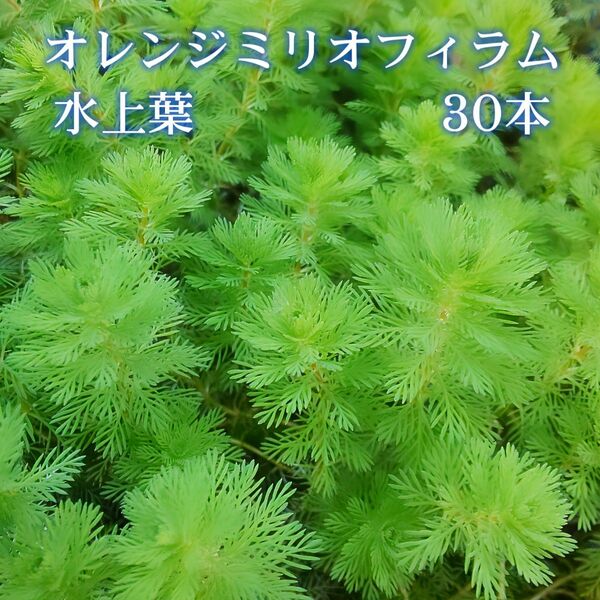 オレンジミリオフィラム (水上葉) 30本 【ネコポス発送】
