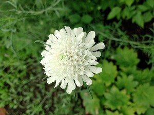 スカビオサムーンダンスの種100粒