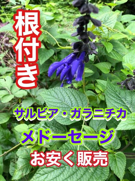 メドーセージ 苗 ハーブ サルビア ガラニチカ 紫 花