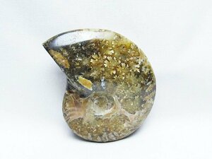 誠安◆超レア最高級超美品天然アンモナイト化石[T723-1686]