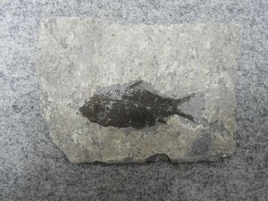 古代レトロ　魚　化石　種類不明（5235）