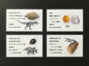 恐竜 化石 [ZE7] ティラノサウルス トリケラトプス モササウルス 琥珀 骨 歯 恐竜の歯 コハク ジュラシックパーク ジュラシックワールド