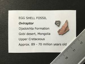恐竜 卵 化石 オヴィラプトル 卵の殻 [OV23] 恐竜の化石