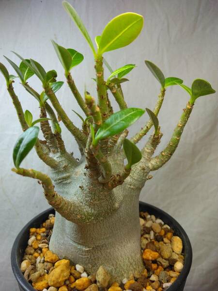 送料込【ドワーフ多頭20cm】アデニウム ドワーフ adenium dwarf arabicum セラアート4号ロングごと発送 200