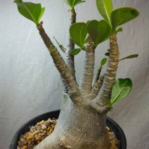 送料込【ドワーフ多頭】アデニウム ドワーフ adenium dwarf arabicum セラアート4号ロングごと発送 W201