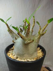 送料込【ドワーフ多頭太め22cm】アデニウム ドワーフ adenium dwarf arabicum セラアート4号ロングごと発送 226