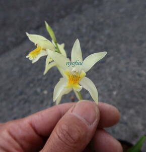 ∮ 黄花シラン シラン 黄花 中国原産 栽培生産品 耐寒 宿根草 山野草 草花 地植え 鉢植え 庭植え 花壇苗 ガーデニング