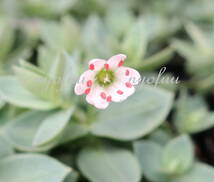 ∮ しべのオレンジ色が綺麗 シコタンハコベ 耐寒 宿根草 庭植え 地植え 鉢植え 花壇苗 ガーデニング 園芸品種 生産栽培品 色丹ハコベ　_画像1