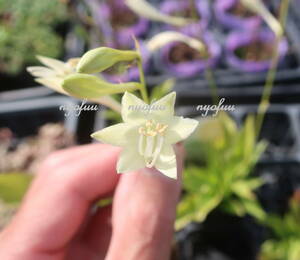 ∮ 黄花ギボウシ ホスタ ミラクルレモニー シェードガーデン 耐寒 宿根草 草花 山野草 地植え 鉢植え ガーデニング ギボウシ