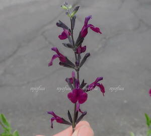 ∮ 宿根サルビア ナイトモス セージ ハーブ チェリーセージ サルビア 花壇苗 地植え 鉢植え 庭植え 草花 ガーデニング