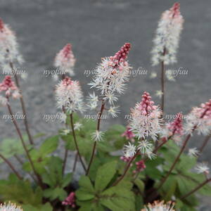 ∮ 花上がりの良い品種 ティアレラ スプリングシンフォニー 耐寒 宿根草 草花 地植え 鉢植え 庭植え ガーデニング　