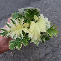 ∮ 斑入り アカンサス ホワイトウォーター　耐寒 宿根草 草花 山野草 花壇苗 庭植え 地植え 鉢植え ガーデニング_画像7