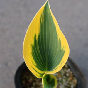 ∮ popular goods kind hosta o-tamf Lost ho start . root . enduring cold . flower ground .. potted plant garden .. flower . seedling gardening 