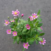 ∮ ピンク 都忘れ ミヤコワスレ 切り花に 耐寒 宿根草 花壇苗 草花 地植え 庭植え 鉢植え ガーデニング_画像4