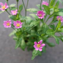 ∮ ピンク 都忘れ ミヤコワスレ 切り花に 耐寒 宿根草 花壇苗 草花 地植え 庭植え 鉢植え ガーデニング_画像3