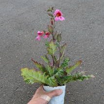 ∮ 花色が鮮やか レーマニア エラータ ホタルブクロ 耐寒 宿根 ほたるぶくろ カンパ 地植え ガーデニング_画像3