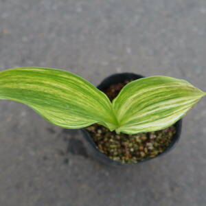 ∮ 斑入り スズラン ① すずらん 鈴蘭 芳香 耐寒 宿根草 草花 鉢植え 地植え 庭植え ガーデニング