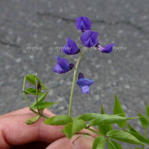 ∮ rare blue flower . root sweet pea la sill shebn Lee blues blue sweet pea enduring cold . root . flower . seedling ground .. potted plant garden .. gardening 
