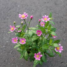 ∮ ピンク 都忘れ ミヤコワスレ 切り花に 耐寒 宿根草 花壇苗 草花 地植え 庭植え 鉢植え ガーデニング　_画像2