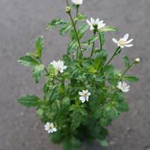 ∮ 白花 都忘れ ミヤコワスレ 切り花に 耐寒 宿根草 花壇苗 草花 地植え 庭植え 鉢植え ガーデニング_画像2