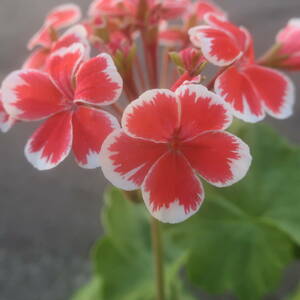 ∮ change .. geranium Mr. Len zela new m3.5 number . flower potted plant gardening 