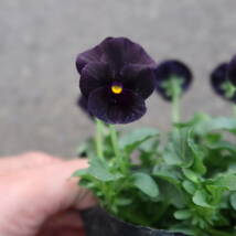 ∮ ダーク系 ビオラ ブラックデライト 黒系 耐寒 宿根草 草花 地植え 鉢植え 庭植え ガーデニング パンジー スミレ すみれ　_画像1