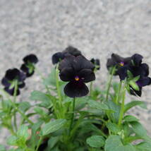 ∮ ダーク系 ビオラ ブラックデライト 黒系 耐寒 宿根草 草花 地植え 鉢植え 庭植え ガーデニング パンジー スミレ すみれ_画像8