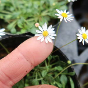 ∮ world most small wheel. te-ji-.bi Lien te-ji-te-ji- enduring cold . root . flower . seedling . flower ground .. garden .. potted plant gardening 