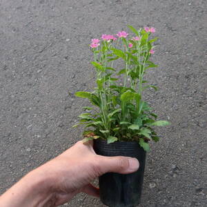 ∮ ピンク 都忘れ ミヤコワスレ 切り花に 耐寒 宿根草 花壇苗 草花 地植え 庭植え 鉢植え ガーデニング　　