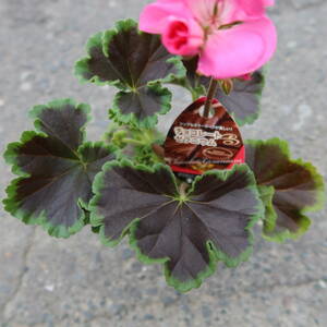 ∮ 銅葉が綺麗　チョコレートゼラニウム 四季咲き ゼラニューム 草花 花壇苗 寄せ植え 地植え 鉢植え 庭植え ガーデニング