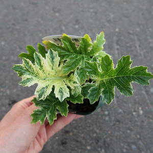 ∮ 斑入り アカンサス ホワイトウォーター　耐寒 宿根草 草花 山野草 花壇苗 庭植え 地植え 鉢植え ガーデニング