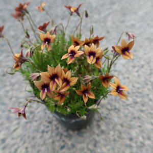 ∮..... accent . Schic . flower color mono psis Brown enduring cold . root .. flower flower . seedling ground .. potted plant garden .. gardening 