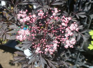 ∮ black leaf copper leaf West niwatoko black race sun b rental reality goods . L da- flower enduring cold Hanaki . flower ground .. garden .. potted plant West niwatoko