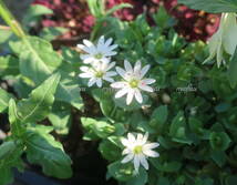 ∮ しべのオレンジ色が綺麗 シコタンハコベ 耐寒 宿根草 庭植え 地植え 鉢植え 花壇苗 ガーデニング 園芸品種 生産栽培品 色丹ハコベ　_画像3